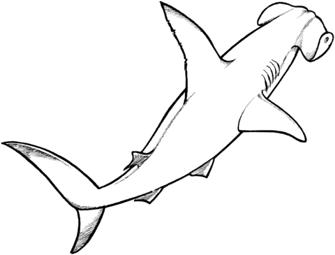 Hammerhead Shark Coloring Page